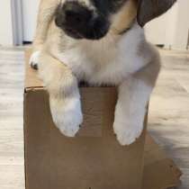 Красивый небольшой щенок мальчик в дар, в Москве