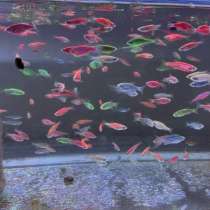 Аквариумные рыбки, в Махачкале