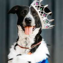 Цирковой пёс Барни в добрые руки, в Москве