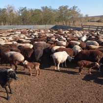 Продаются матки. Звонить по номеру, в Ростове-на-Дону