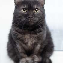 Черная кошка Тесея в добрые руки, в Москве