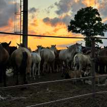 Табун лошадей Башкирской породы, в Нефтекамске