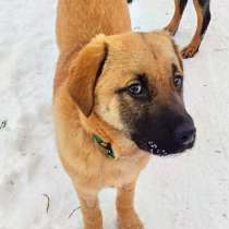 Щенок бесплатно, в Лобне