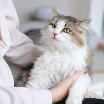 Кошка Вафля ищет дом, в Екатеринбурге