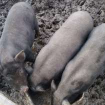 Свиноматки, в Тюмени
