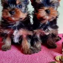 Йоркширский терьер Иваново, в Иванове