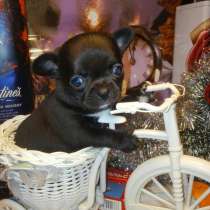 Щенок Чихуахуа ШОУ класса, в Санкт-Петербурге