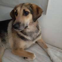 Собака в добрые руки, в Москве