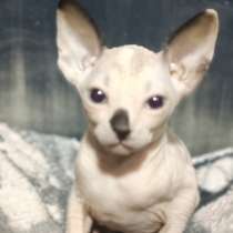 Сфинкс голубоглазая девочка, в г.Донецк