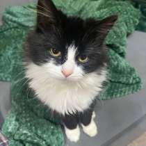 Кошечка в добрые руки, в Москве