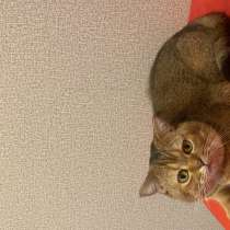 Ищем кошечку шотландскую шиншиллу вислоухую для вязки котика, в Набережных Челнах