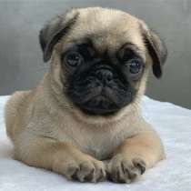 Мопс Щенки, в Красноярске