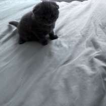 Котята, в Челябинске