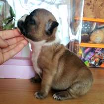 Французский бульдог, в г.Уссурийск