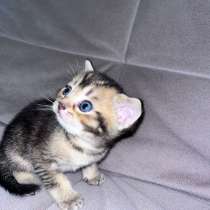 Котенок шотландский прямоухий мальчик, в Ижевске