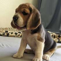 Бигль Щенки, в Красноярске