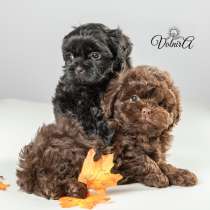 Русская цветная болонка Щенки, в Подольске