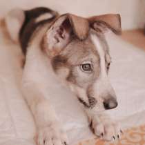 Забавный щенок в добрые руки, в Москве