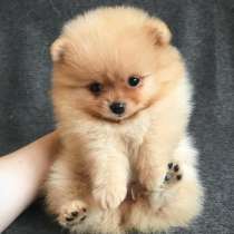 Шпиц Магнитогорск, в Магнитогорске