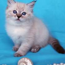 Сибирский котёнок Кэмерон, в Москве