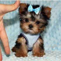 Йоркширский терьер Сахалин, в Южно-Сахалинске