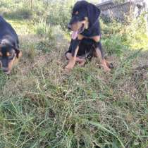 Продам щенков Литовской гончей, в г.Минск