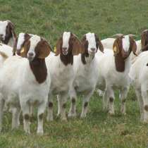 Племенные козы Бурской породы (Скот из Европы класса Элита), в г.Ереван