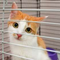 Наблюдательная Марыся ищет самых преданных хозяев, в Москве