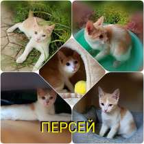 Ласковое чудо, солнечный котенок Персей в добрые руки, в г.Москва