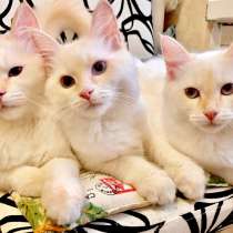 Невские маскарадные мальчики, в Москве