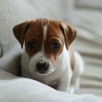 Джек расел Сахалин, в Южно-Сахалинске