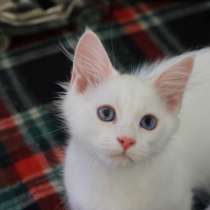 Сибирский котик окрас белый с голубыми глазами, в Нижнем Новгороде