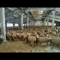Меринос романовские овцы, в Уфе