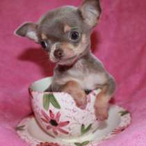 Чихуахуа Набережные Челны, в Набережных Челнах