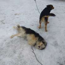 Отдам двух собак даром, в г.Минск