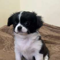 Продают щенка, в Ростове-на-Дону