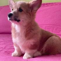 Щенки Вельш Корги Пемброк, в Челябинске