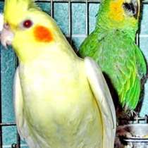 Волнистые попугаи, Неразлучники, Кореллы, в Москве