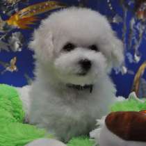 Щенки бишон фризе, в Санкт-Петербурге