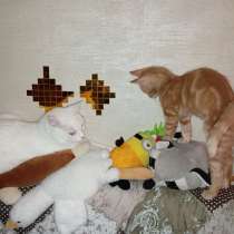 Кот рыжий маленький, в Ульяновске