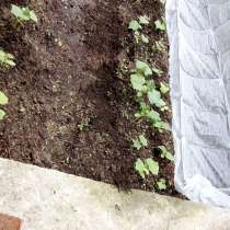 Навоз перегной в мешках, в Ступино