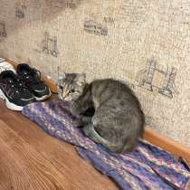 Бесплатно кошка, в Новосибирске