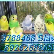 Волнистые попугаи птенцы. Клетки., в Москве