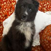 В добрые руки щенок !, в Москве