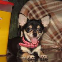 Чихуахуа гш девочка, в Москве