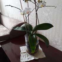 Орхидея фаленопсис, в Москве