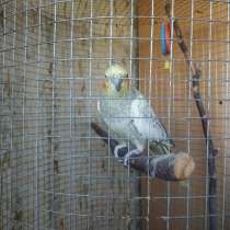 Продается попугай породы Корелла, в г.Ташкент