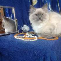 Подаются котята RagDoll(кошка-кукла), в Екатеринбурге