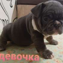 Французский бульдог щенки, в Москве