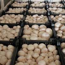 Продаем грибы оптом в Краснодаре, грибы оптом Краснодарский, в Краснодаре